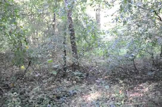 Привел подругу в лес ебаться, поставил к сосне и трахает